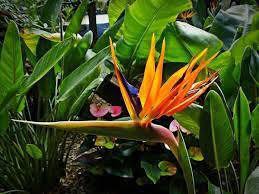 Strelitzia Flower Planting Seeds