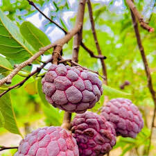 Red Custard Apple Tree Seeds for Planting Grow Your Own Delicious Fruit
