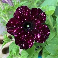 Dotted Burgundy Petunia Seeds for Planting Heirloom NONGMO Flower Seeds Easy to Grow Garden Blooms
Sale