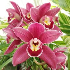 Mixed Cymbidium Maxillaria Goeringii Seeds for Planting Compact Growth Heirloom & GMO Free Seeds for Home Garden
Sale