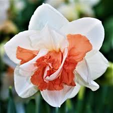 White Red Double Narcissus Flower Seeds for Planting Colorful Display Heirloom & GMO Free Seeds for Home Garden
Sale