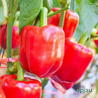 Aka Chapeau Pepper Vegetable Seeds Planting Essentials