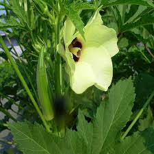 Okra Vegetable Seeds for Easy Planting
