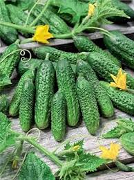 Cucumber Lyalyuk Little Mini Pickling Seeds - Ideal for Home Planting and Garden Growing