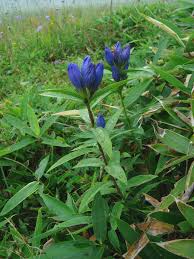 Blue Gentiana Triflora Seeds for Vibrant Planting