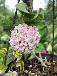 Soft Pink Hoya Flower Seeds for Planting Colorful Display Heirloom & GMO Free Seeds for Home Garden
Sale