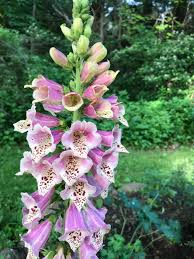Pink Climbing Foxglove Flower Seeds for Planting - Stunning Biennial Blooms