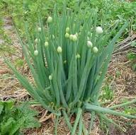 Green Fistulosum Vegetable Seeds for Easy Planting