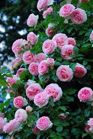 Cream Climbing Perennial Rose Flower Seeds for Planting Cut Flower Favorite Heirloom & GMO Free Seeds for Home Garden
Sale