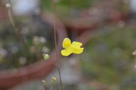 Utricularia Sandersonii Flower Seeds for Planting 1 pcs