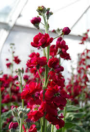 Red Mini Matthiola Incana Flower Seeds for Planting Cut Flower Favorite Heirloom & GMO Free Seeds for Home Garden
Sale