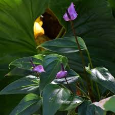 Anthurium Purple Flower Seeds Ideal for Year-Round Planting
