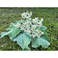 Sea Kale Vegetable Seeds for Planting