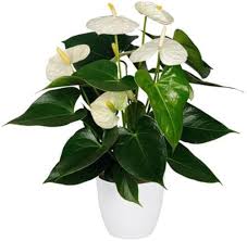 Anthurium Andraeanu White Seeds for Planting - Ideal for Home Gardens and Indoor Decor