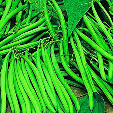 Green French Bean Slenderette Planting Seeds - 1 pcs