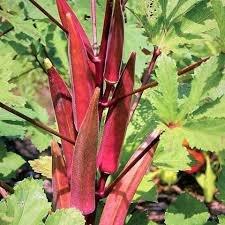 Burgundy Vegetable Seeds for Planting for Planting, Premium Seeds | Heirloom Non-GMO