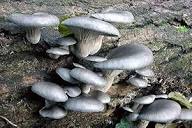 Oyster Mushroom Seeds for Easy Planting