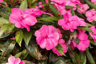 Pink Kohleria Seeds for Planting - Vibrant Flower Collection