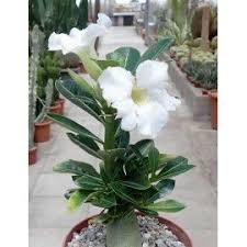 Adenium Flower seeds for Planting - Bright Blooms, Heirloom & GMO Free Seeds for Home Garden
Sale seeds for home garden