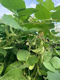 White Tepary Bean Seeds for Planting