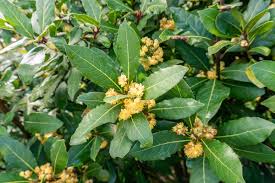 Bay Laurel Seeds Laurus Nobilis Evergreen Tree or Large Shrub Fragrant Culinary Herb Add Flavor to Soups Stews Ornamental Plant in Gardens Landscapes