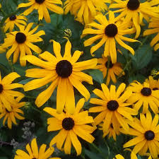 Rudbeckia Fulgida Flower Seeds for Planting Brighten Your Garden with Perennial Blooms