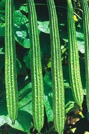 Ridge Gourd Vegetable Seeds for Home Gardening