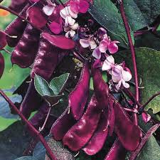 Purple & White Lima Bean Seeds for Planting