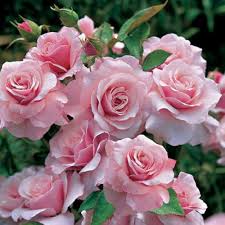 Rosenbusch Flower Seeds for Planting Beautiful Blossoms for Your Garden