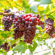 Mixed Grapes Seeds for Planting - Grow Your Own Delicious Grapes