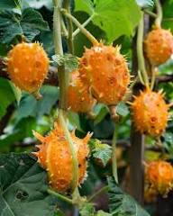 Cucumis Metuliferus (Horned Melon) Vegetable Seeds for Planting