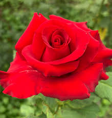 Red Baccara Rose Seeds for Planting - Velvet Red Blooms, Premium Quality Garden Seeds - Evergrowseeds