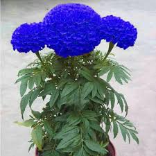 Beautiful Blue Marigold Flower Seeds for Your Home Garden