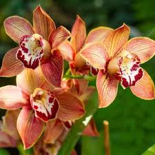 Orange Cymbidium Orchid Seeds - Elegant Blooms for Planting