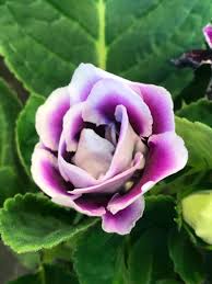 Blue Gloxinia Flower Seeds for Planting