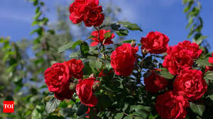 Rose Flower Planting Seeds - Evergrowseeds