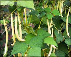 Yellow Bush Bean Seeds for Your Garden