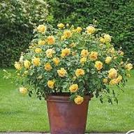 Yellow Rose Seeds for Planting - Beautiful Garden Blooms