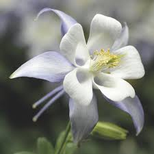 Aquilegia Coerulea Seeds for Planting - Blue & White Flowers