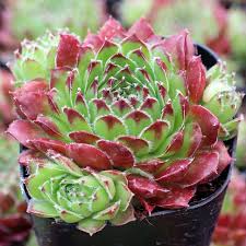 Sempervivum Flower Seeds for Planting Seed for Hardy Succulent Growth