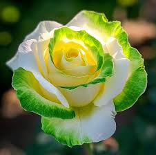 Yellow Green Rose Flower Seeds for Planting Heirloom NonGMO Easy to Grow Garden Blooms
Sale