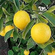 Yellow Citrus Lemon Tree Seeds for Planting - Grow Fresh Lemons at Home