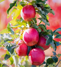 Fuji Apple Seeds for Planting Grow Sweet, Juicy Apples at Home