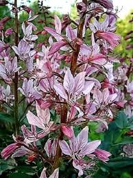 Gas Plant Dictamnus albus Seeds for Planting in Flower Bed & Garden