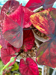 Red Thailand Caladium Flower Seeds for Planting Sun Loving Heirloom & GMO Free Seeds for Home Garden
Sale