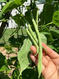 Planting Cowpea Vegetable Seeds for Your Garden