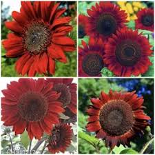 Red Sunflower Seeds for Planting - Moulin Flower Variety