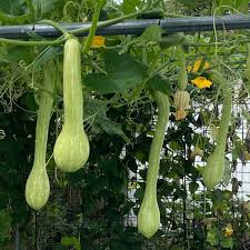 Trombocino Vegetable Seeds for Easy Planting