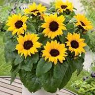 Yellow Mini Sunflower Seeds for Planting Perfect for Garden Growth