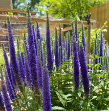 Veronica Flower seeds for Planting - Seasonal Bloomer, Heirloom & GMO Free Seeds for Home Garden